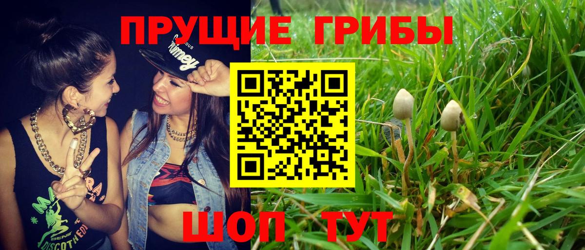 Дальнереченск  Галлюциногенные грибы Psilocybe  магазин  наркотиков  Вход с VPN  Галлюциногенные грибы GOLDEN TEACHER 